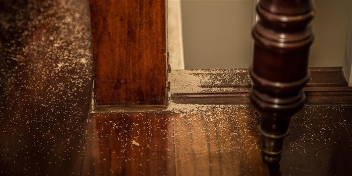 Dịch vụ diệt mối Nhanh