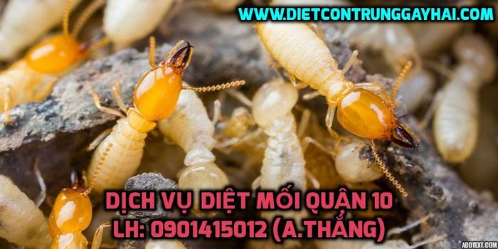 Công ty diệt mối Việt Thành – Pest Control.