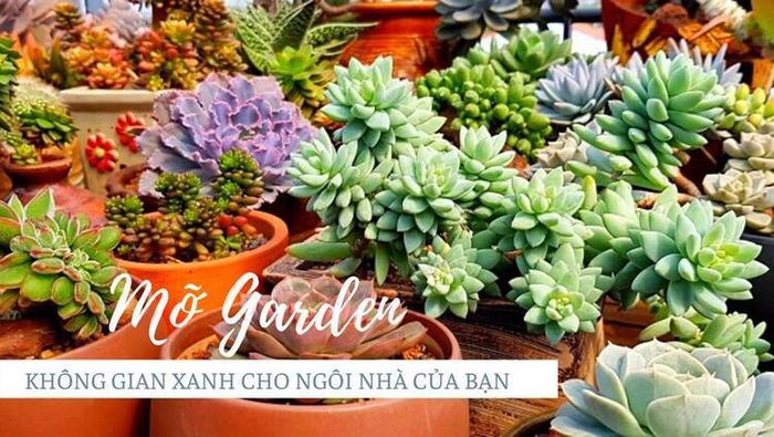 Mỡ Garden