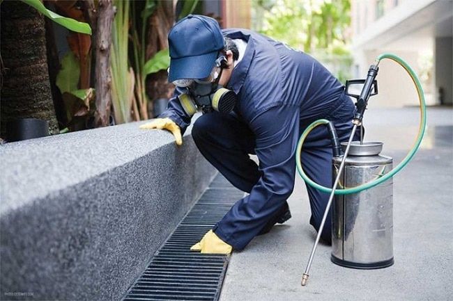 Công ty diệt mối Thăng Long