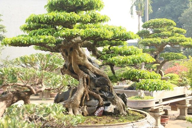 Cẩm nang vận chuyển cây cảnh đi xa an toàn