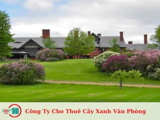 Dịch Vụ Cho Thuê Cây Xanh Văn Phòng