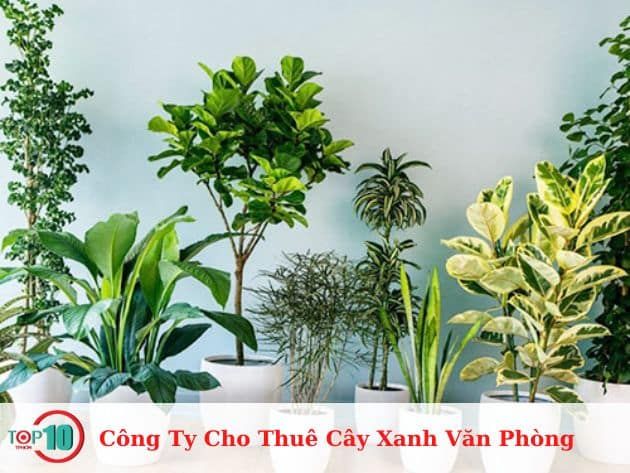 Dịch vụ Cho Thuê Cây Xanh Văn Phòng