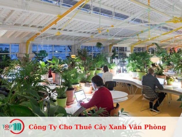 Dịch Vụ Cho Thuê Cây Xanh Văn Phòng