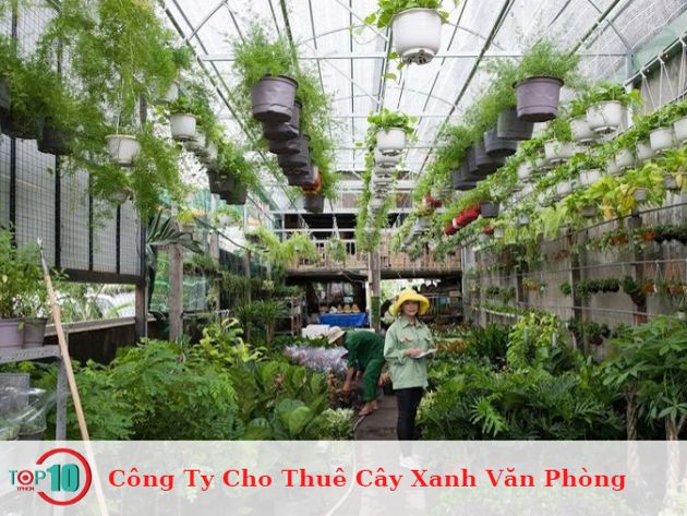 Công ty cho thuê cây xanh văn phòng chất lượng