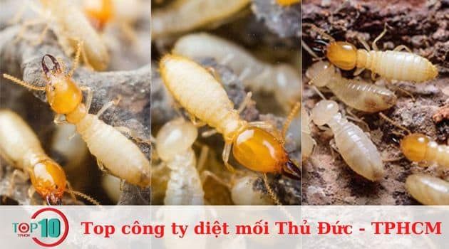 Những công ty diệt mối đáng tin cậy tại Thủ Đức - TPHCM