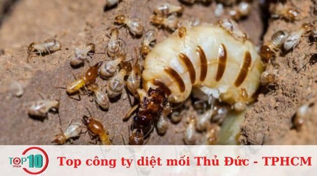 Công Ty Diệt Mối Thăng Long