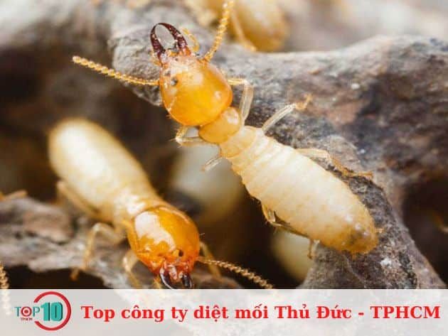 Công Ty Đại Toàn Việt