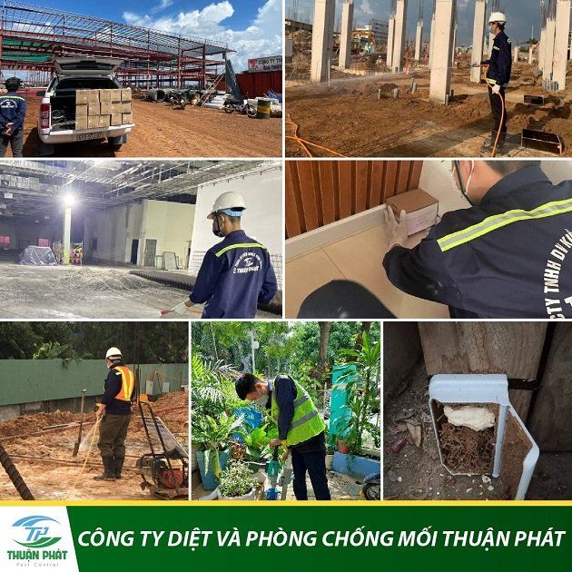 Diệt Mối Thuận Phát luôn cung cấp các dịch vụ diệt mối đảm bảo an toàn