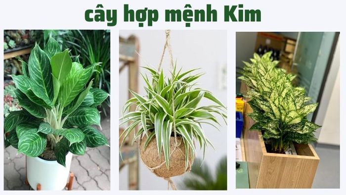 menh-kim-chon-cay-gi-1