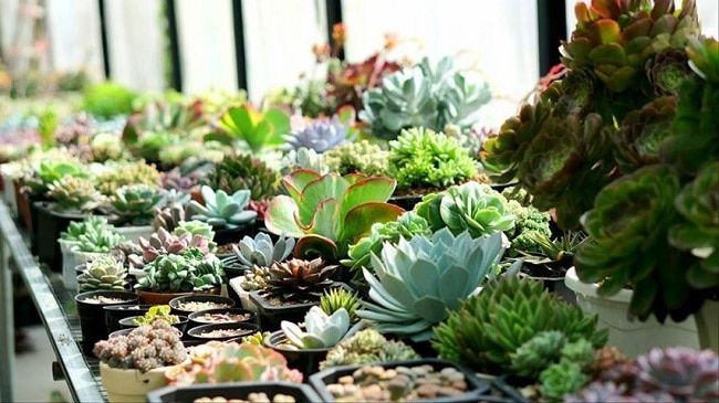 Cửa hàng cây cảnh trực tuyến Tiny Garden