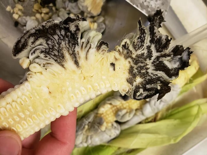 Huitlacoche, loại nấm mốc được xem như tinh hoa của ẩm thực Mexico 3