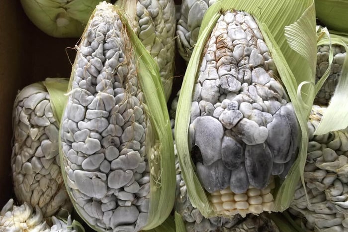 Huitlacoche, loại nấm mốc được xem như tinh hoa ẩm thực Mexico 4