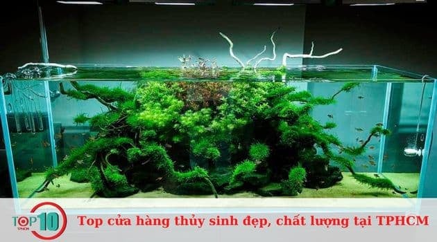 Cửa hàng Thủy Sinh Asin