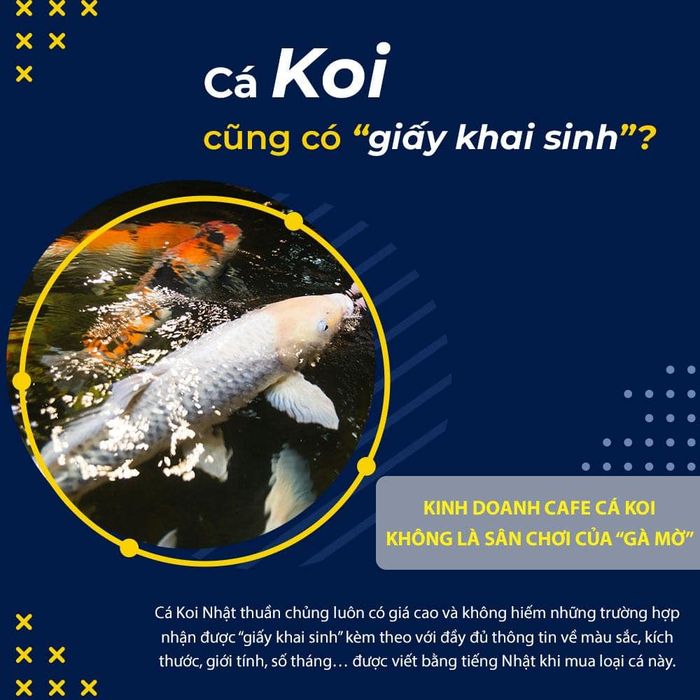 kinh doanh cafe cá koi