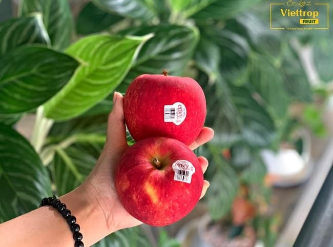 Trái cây sạch tại Viettropfruit