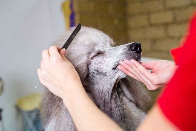 Pet Sài Gòn nằm trong danh sách những cửa hàng phụ kiện cho chó mèo giá rẻ hàng đầu tại Hà Nội và TP Hồ Chí Minh.