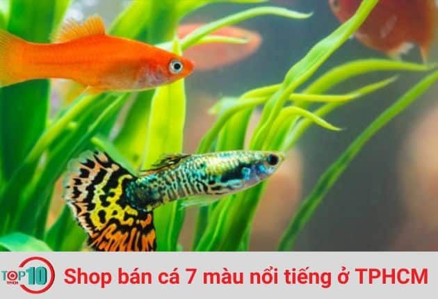 Trại Cá Guppy Thái