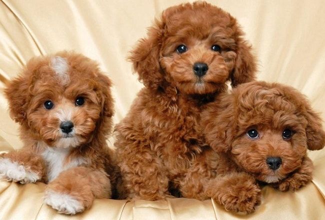 SC Dog Shop nằm trong danh sách 5 cửa hàng bán chó poodle uy tín nhất tại Hà Nội và TP Hồ Chí Minh