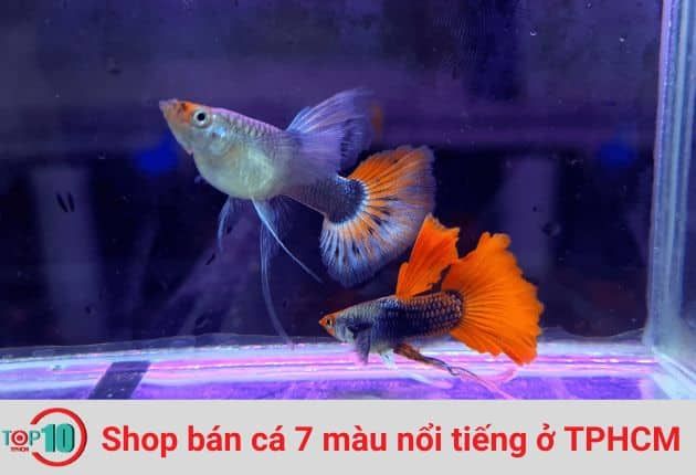 Cửa Hàng Cá 7 Màu Sáu Trang