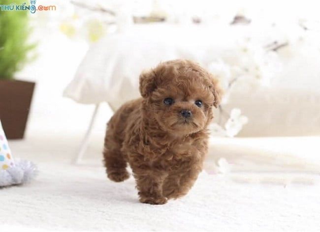 Thú Kiểng nằm trong danh sách 5 cửa hàng bán chó poodle uy tín nhất tại Hà Nội và TP Hồ Chí Minh