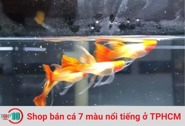 Cửa Hàng Cá 7 Màu Ba Cu Đất