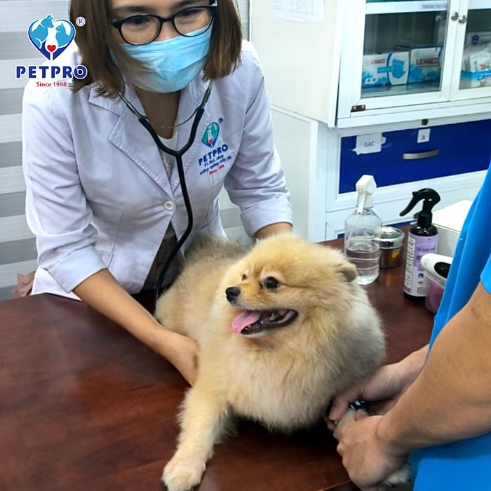 Bệnh viện Thú-Y PETPRO - Hình ảnh 1