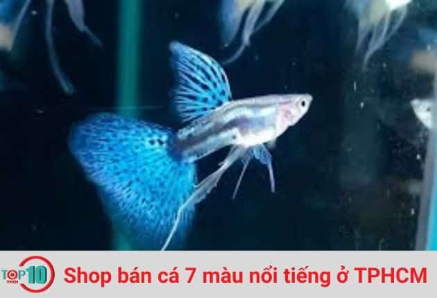Cửa Hàng Cá Cảnh Nguyễn Phát