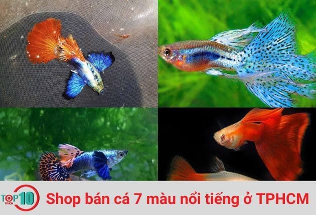 Các cửa hàng cá 7 màu danh tiếng ở TPHCM