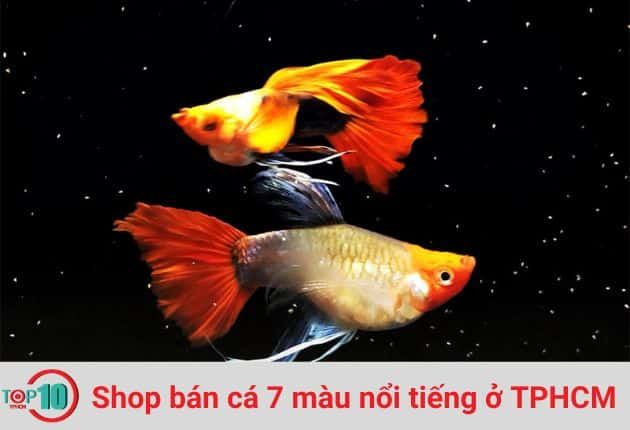 Cửa Hàng Cá 7 Màu Guppy Vip