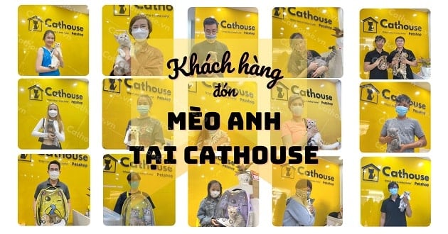 Khách hàng nhận mèo Anh tại Cathouse