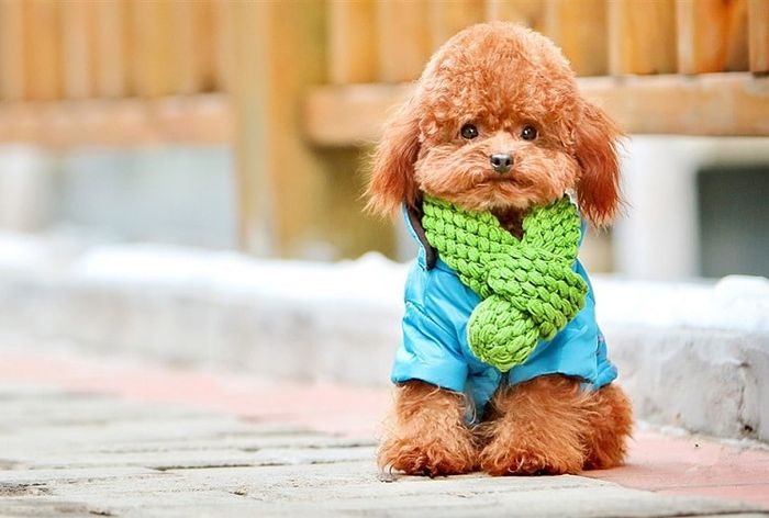 Top 5 địa chỉ bán chó poodle chất lượng nhất ở Hà Nội và TP Hồ Chí Minh