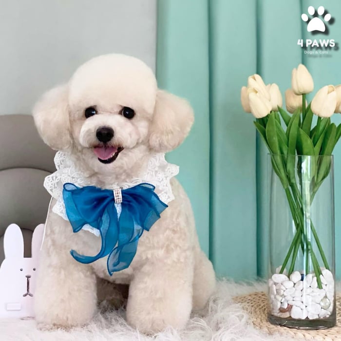 Hình ảnh Spa Chó Mèo - Fourpaws 2