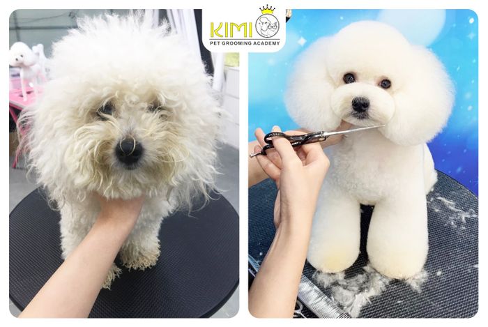 Hình ảnh Kimi Pet - Thế Giới Thú Cưng 2