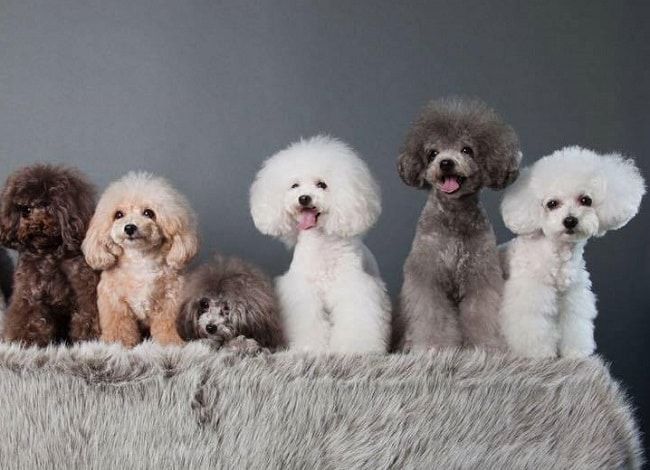 Voodlehouse shop nằm trong danh sách 5 cửa hàng bán chó poodle uy tín nhất tại Hà Nội và TP Hồ Chí Minh