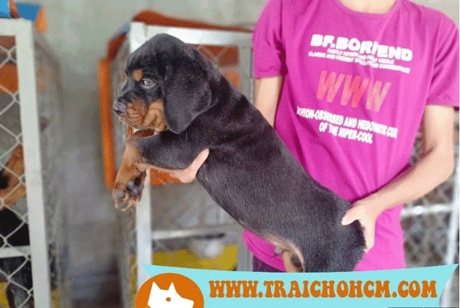 Rottweiler con 2 tháng tuổi cực kỳ mũm mĩm tại Trại chó HCM