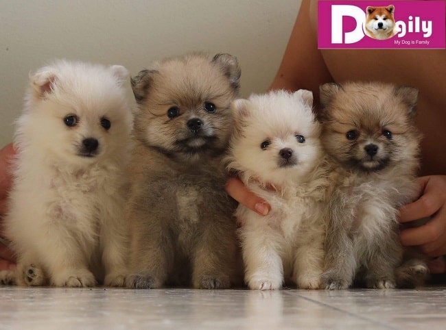 Dogily.vn - Địa chỉ mua chó cảnh tại TPHCM