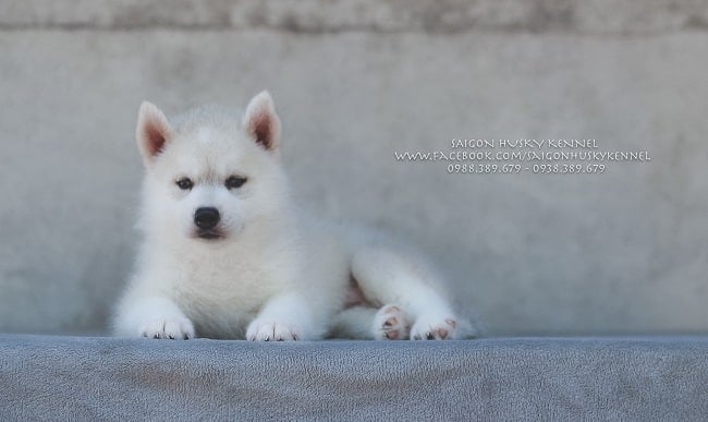 Cửa hàng chó cảnh TPHCM - Saigon Husky Kennel