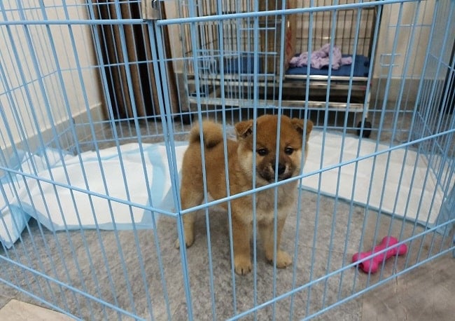 Cửa hàng chó cảnh TPHCM - F8 Kennel