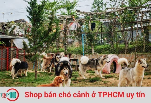 Trại Chó Lê Trung