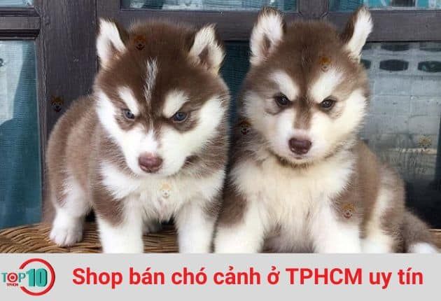 Cửa Hàng Chó Cảnh Husky SC Dog