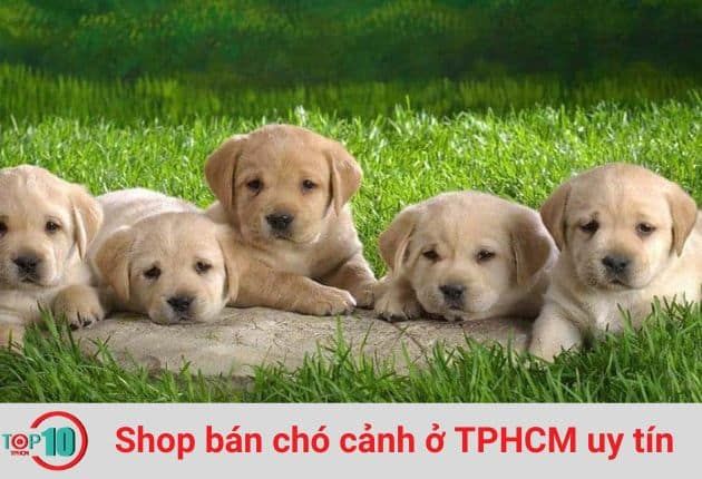 Cửa Hàng Chó Cảnh YOLO