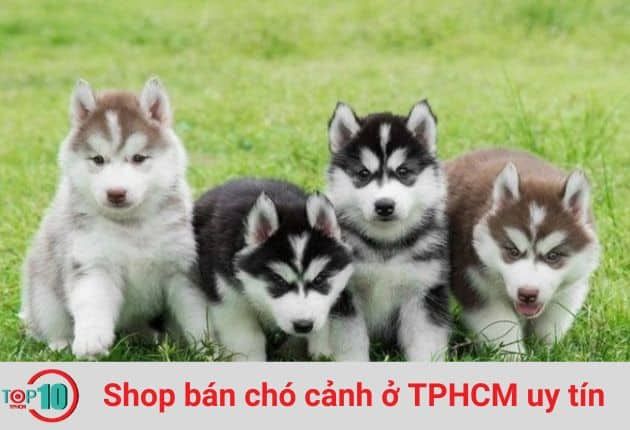 Cửa Hàng Chó Cảnh Saigon Husky Kennel