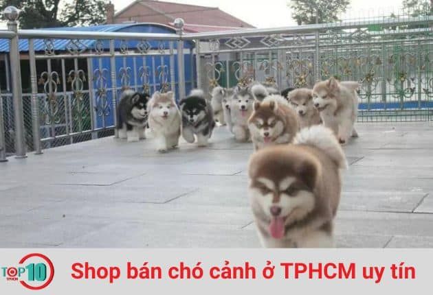 Trại Chó Cảnh HCM