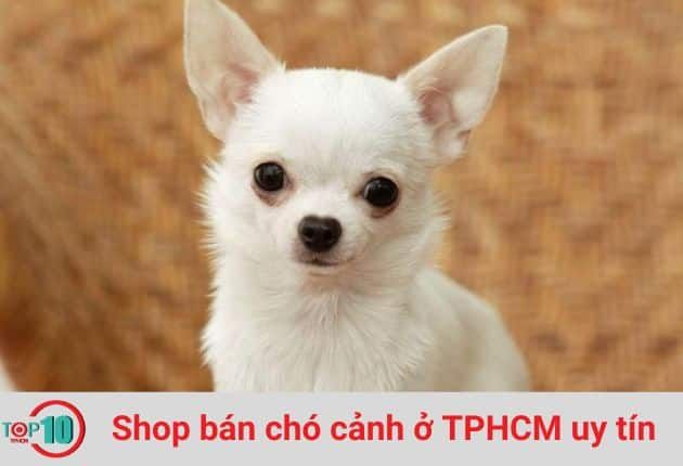 Cửa Hàng Chó Cảnh Dog International