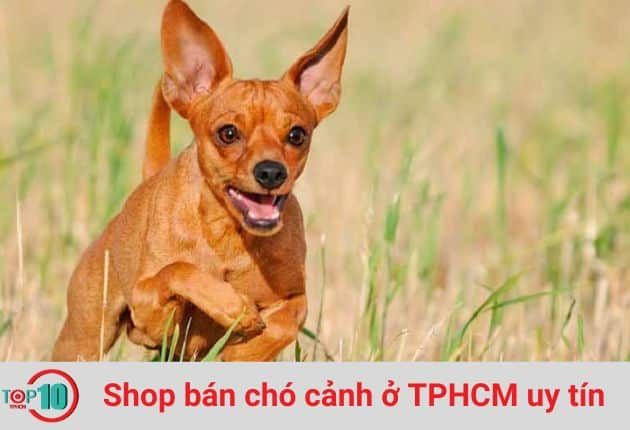 Cửa Hàng Bán Chó Cảnh Sieupet.com