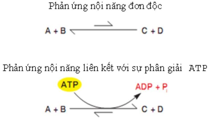 Điện Thoại Vui