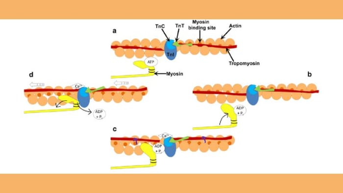 atp-la-gi-7