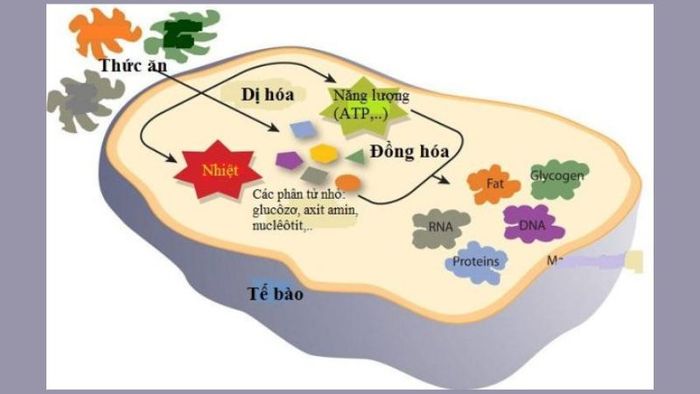 atp-la-gi-8