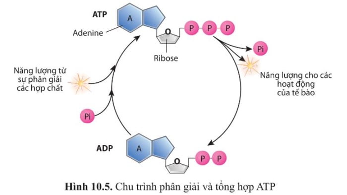 atp-la-gi-9.